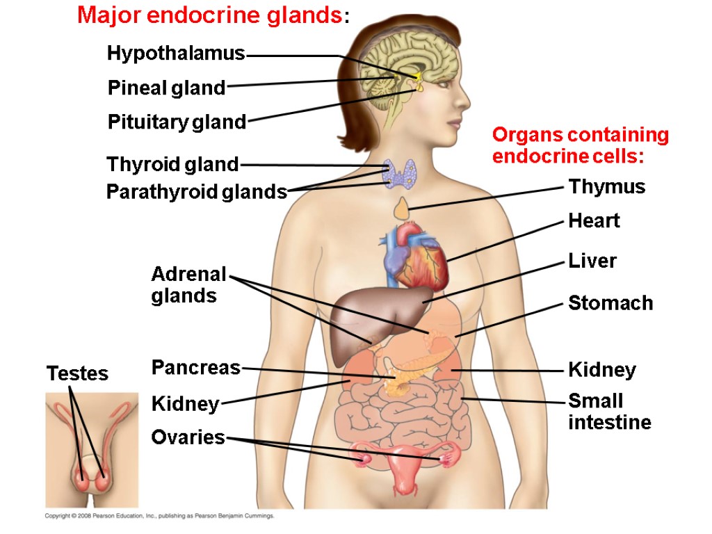 Major endocrine glands: Adrenal glands Hypothalamus Pineal gland Pituitary gland Thyroid gland Parathyroid glands